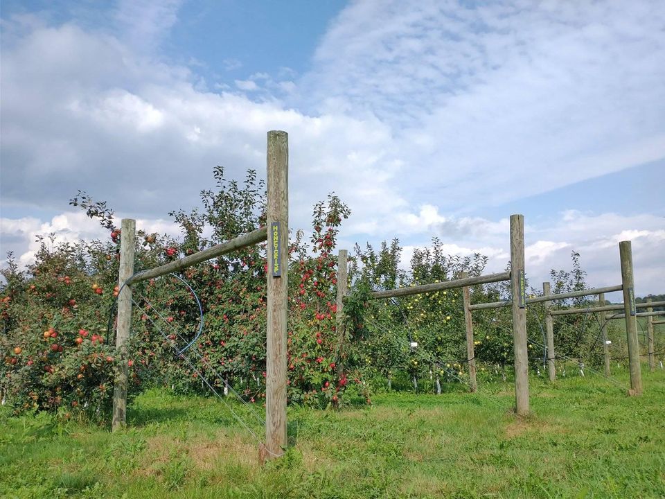 An Apple orchard- Date Ideas for Engaged Couples 