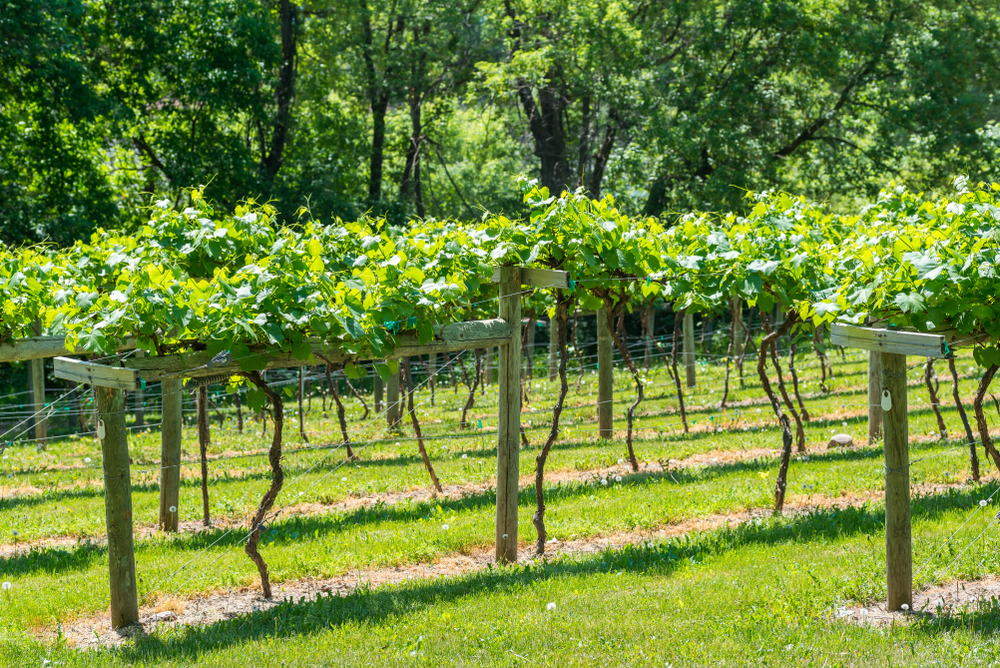Rows of grapevines in the vineyard at Falconer Vineyards, a great place to hold your rehearsal dinner ahead of your Minnesota Barn wedding