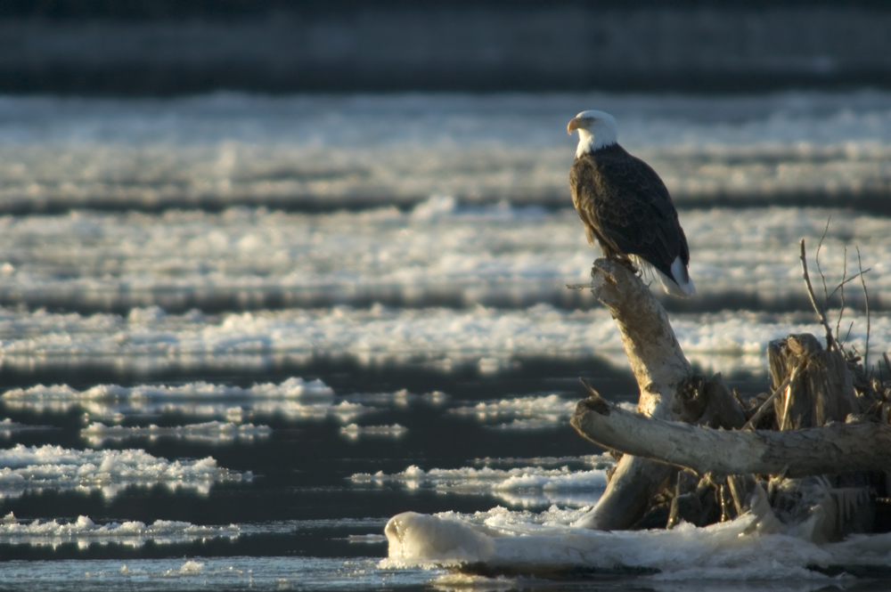 Eagle on the Mississippi River in winter - one of the top things to do in Red Wing, MN in the winter, while staying at our romantic Bed and Breakfast in Red Wing, MN